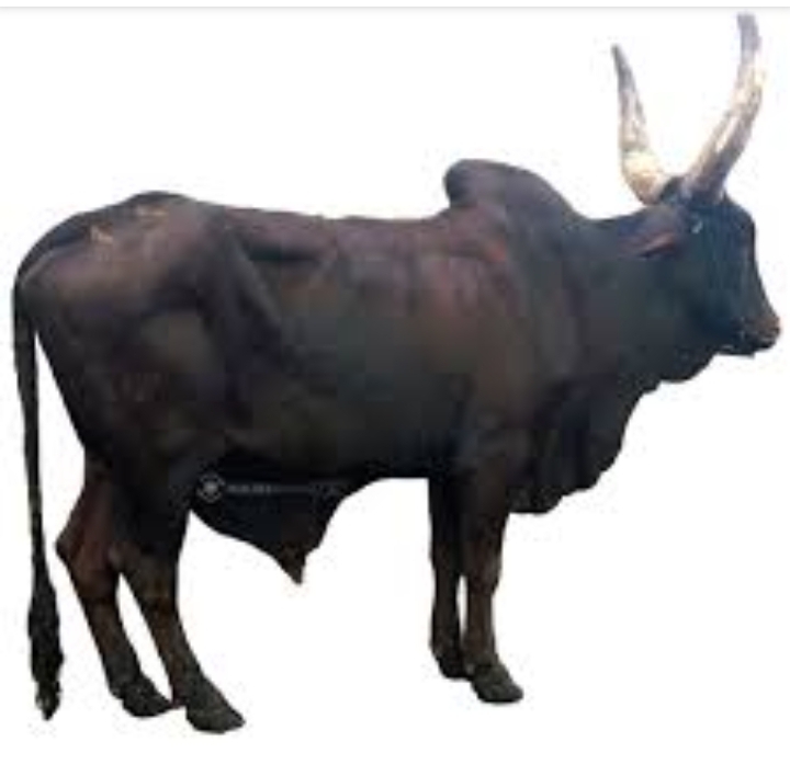 Pensioners Council: We kill cow for head of these workers wen dey play with their retirement mata