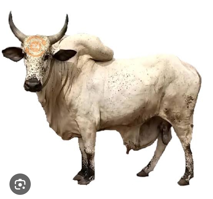 Pensioners Council: Elders kill cow for PFAs head as they no dey teach RSA holders well